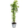 Hortensja pnąca MIX 90 cm