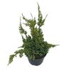 Jałowiec łuskowaty 'Holger' 50 - 60 cm