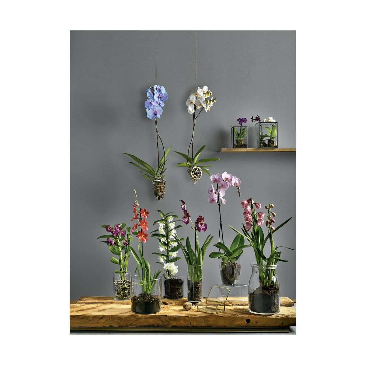Storczyk Falenopsis Miniaturowy Little Lady Mix 15 20 Cm Rosliny Kwitnace W Atrakcyjnej Cenie W Sklepach Leroy Merlin