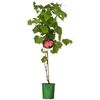 Winorośl ozdobna 90 cm