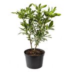 Azalia wielkokwiatowa MIX