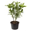 Azalia wielkokwiatowa MIX 35 - 40 cm
