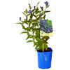 Sadzonka roślin pnących MIX Powojnik bylinowy 30 cm