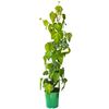Bluszcz kolchidzki MIX 90 cm