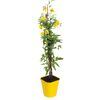 Sadzonka roślin pnących MIX Powojnik botaniczny 90 cm