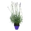 Lawenda wąskolistna 15 - 20 cm