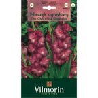 Mieczyk CHOCOLATE 6szt. VILMORIN