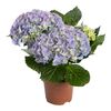 Hortensja MIX 25 - 30 cm