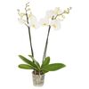 Storczyk Falenopsis 2 pędy MIX 50 - 70 cm