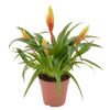 Fryzea lśniąca MIX 45 cm