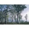 Fototapeta FANTASY FOREST 254 x 368 cm