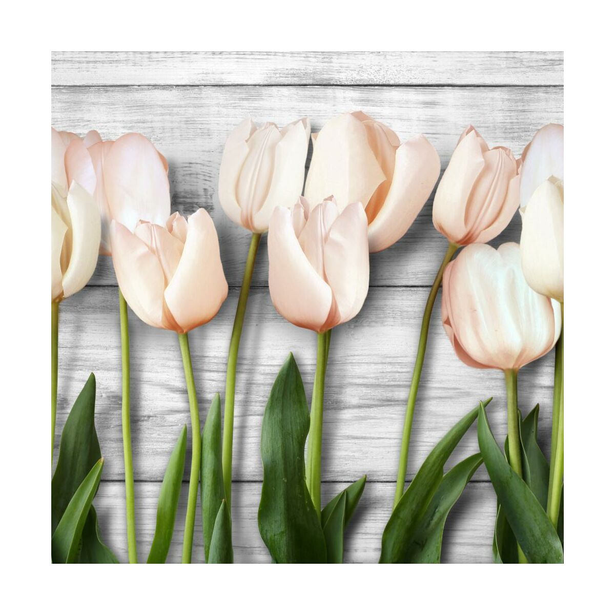 Panel kuchenny szklany Tulips 60 x 60 cm Alfa-Cer