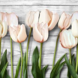 Panel kuchenny szklany Tulips 60 x 60 cm Alfa-Cer