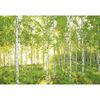 Fototapeta SUNDAY 254 x 368 cm