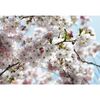 Fototapeta SPRING 368 x 254 cm KOMAR