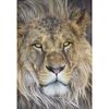 Fototapeta LION 127 x 127 cm