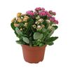 Kalanchoe Tricolor MIX 30 cm