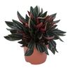 Peperomia 'Rosso' 15 cm