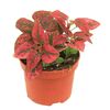Fitonia MIX 10 cm