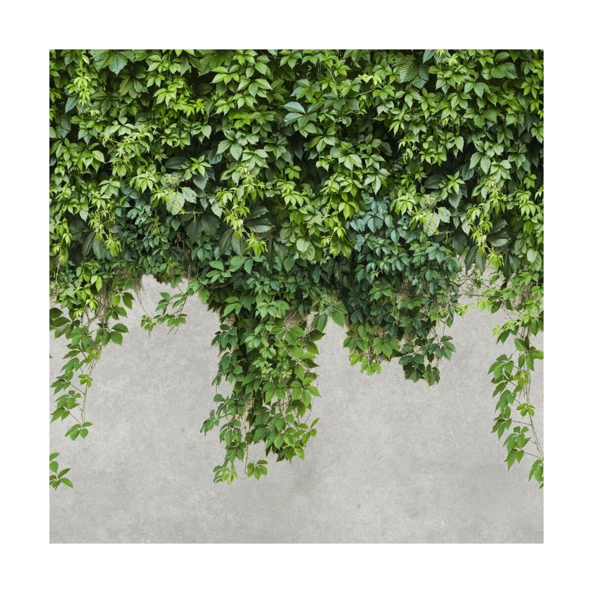 Panel kuchenny szklany Cement green 60 x 60 cm Alfa-Cer