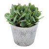 Eszeweria MIX 15 cm