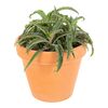 Kalanchoe MIX 30 cm