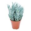 Senecio 30-40 cm