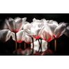 Fototapeta BIAŁE TULIPANY 312 x 219 cm