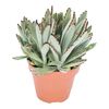 Żyworódka omszona 15 cm