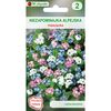 Niezapominajka alpejska MIESZANKA W. LEGUTKO