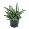 Sansewieria 30 cm