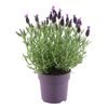 Lawenda francuska 20 - 30 cm