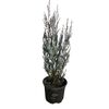 Jałowiec 'Moonglow' 30 - 40 cm