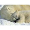 Fototapeta POLAR BEARS 184 x 184 cm
