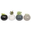 Sukulent w osłonce ceramicznej z magnesem MIX 10 cm