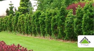 Quercus palustris 'Pillar'