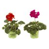 Pelargonia rabatowa MIX 27 - 35 cm