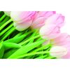 Fototapeta TULIPANY 254 x 184 cm