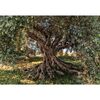 Fototapeta OLIVE TREE 368 x 254 cm KOMAR