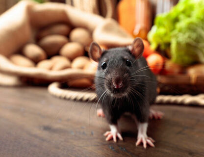 Szczury w domu, piwnicy i gospodarstwie. Jak się ich skutecznie pozbyć? 