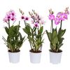 Storczyk Dendrobium 'Sa-Nook' MIX 40 - 55 cm