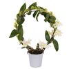 Storczyk Dendrobium nobile 45 - 50 cm