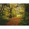 Fotografia ścienna AUTUMN FOREST 270 x 388 cm KOMAR