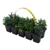 Lobelia MIX 10-15 cm 10-pak