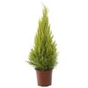 Cyprysik 'Goldcrest Wilma' 65 - 70 cm