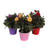 Roślina kępiasta MIX Dalia 35 - 45 cm