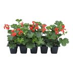 Pelargonia bluszczolistna MIX 10 - 15 cm 10-pak