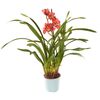 Storczyk Cymbidium 1 pęd MIX 60 - 70 cm
