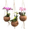 Storczyk Falenopsis w donicy wiszącej Kokodama 2 pędy MIX 35 cm