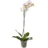 Storczyk Falenopsis Grandiflora 1 pęd MIX 100 cm